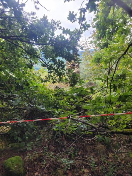 Foret Multi-essences sur la commune de MARIAC