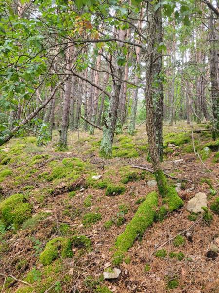 Foret Multi-essences sur la commune de MARIAC