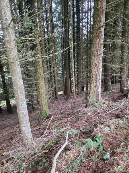 Terrain agricole et parcelles de bois