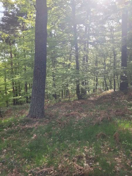 Foret Saint Agrève