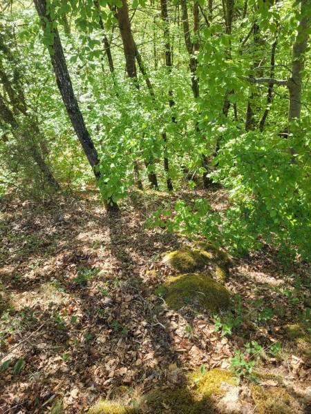 Foret Saint Agrève