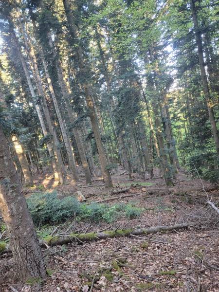 Foret Saint Agrève