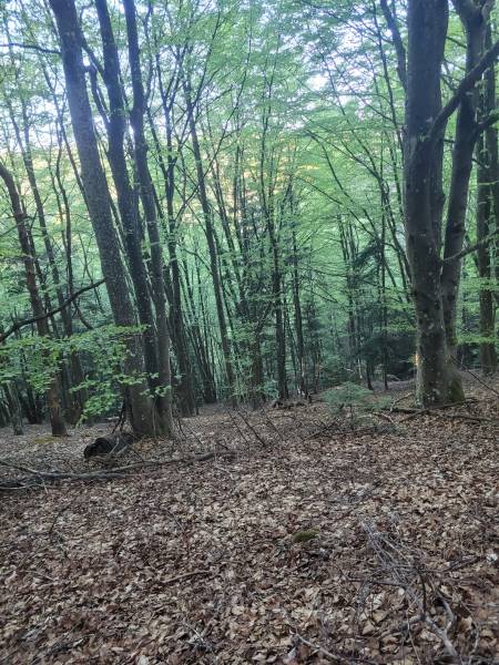 Foret Saint Agrève