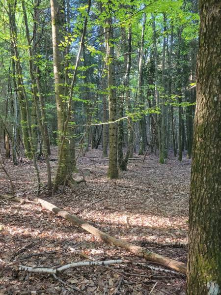 Foret Saint Agrève