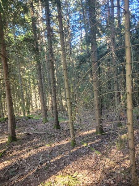 Foret Saint Agrève