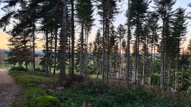 Parcelles de Bois et Foret