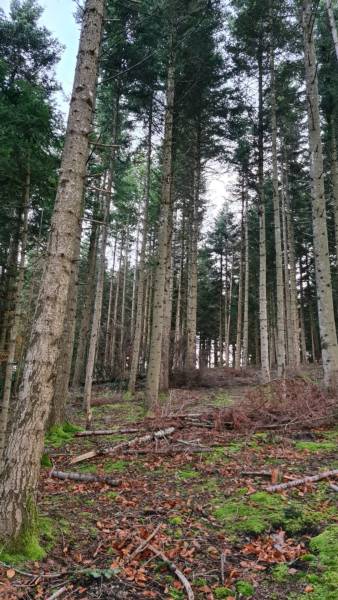 TERRAINS BOIS ET FORETS