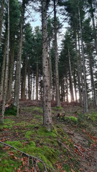 TERRAINS BOIS ET FORETS