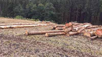 TERRAINS BOIS ET FORETS