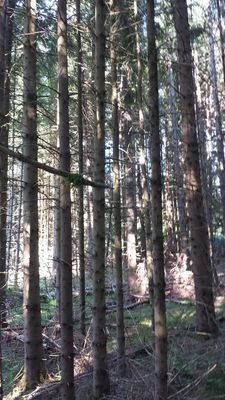 TERRAINS BOIS ET FORETS