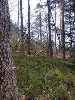 Foret Multi-essences proche de Devesset