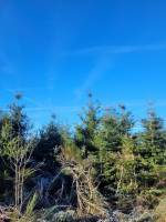 Foret Multi-essences proche de Devesset