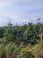 Foret Multi-essences proche de Devesset