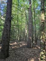 TERRAINS BOIS ET FORETS