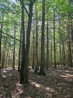 TERRAINS BOIS ET FORETS