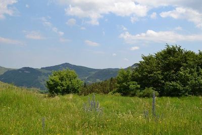 Ferme authentique du Mézenc, 1.4Ha de terrain, entièrement rénovée