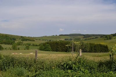 Ferme T6 Fay sur Lignon En campagne. Cachet. Exposition sud.  Ferme 6 Fay sur Lignon En campagne. Cachet. Exposition sud.