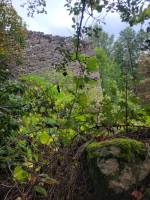 Foret Multi-essences sur la commune de MARIAC