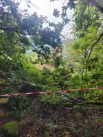 Foret Multi-essences sur la commune de MARIAC