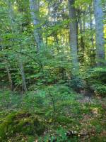 Foret Multi-essences proche de Saint Agrève