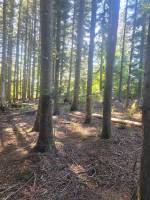 Foret Multi-essences proche de Saint Agrève