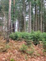 Terrain agricole et parcelles de bois