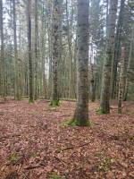 Terrain agricole et parcelles de bois