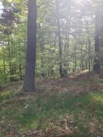 Foret Saint Agrève