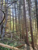 Foret Saint Agrève