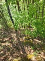 Foret Saint Agrève