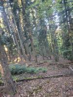 Foret Saint Agrève