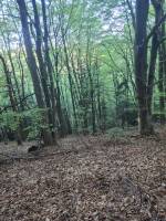 Foret Saint Agrève