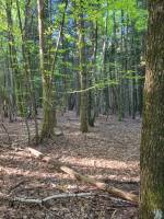 Foret Saint Agrève