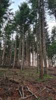 Parcelles de Bois et Foret
